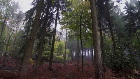 Woods forest. trees background. green nature landscape. wilderness. Stock Footage 82411555