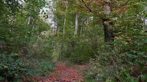 Woods forest. trees background. green nature landscape. wilderness. Stock Footage 82411760