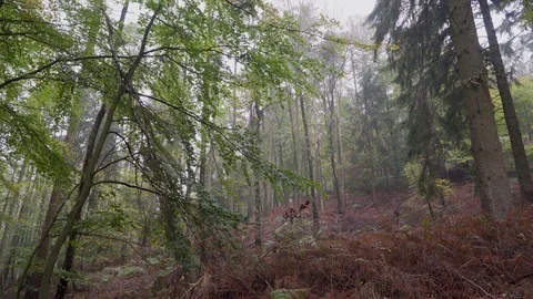 Woods forest. trees background. green nature landscape. wilderness. Stock Footage 82413297