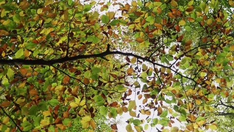 Woods forest. trees background. green nature landscape. wilderness. Stock Footage 82413496