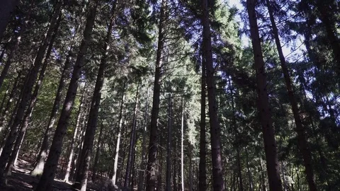 Woods forest. trees background. green nature landscape. wilderness. Stock Footage 82413846