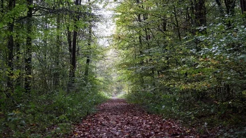 Woods forest. trees background. green nature landscape. wilderness. Stock Footage 82435826