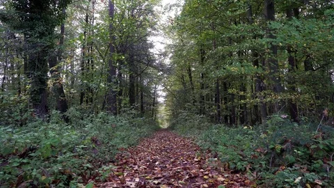 Woods forest. trees background. green nature landscape. wilderness. Stock Footage 82435829