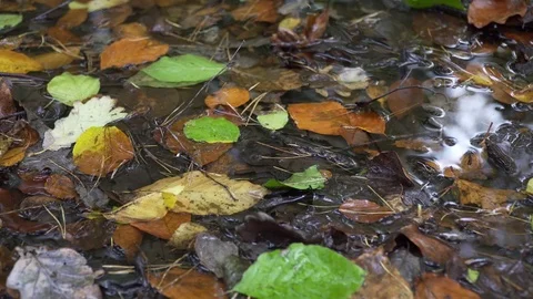 Woods forest. trees background. green nature landscape. wilderness. Stock Footage 82437093