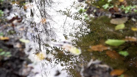 Woods forest. trees background. green nature landscape. wilderness. Stock Footage 82438392