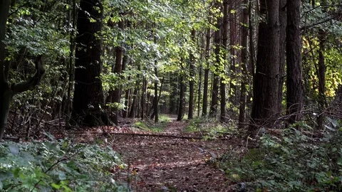 Woods forest. trees background. green nature landscape. wilderness. Stock Footage 82440919