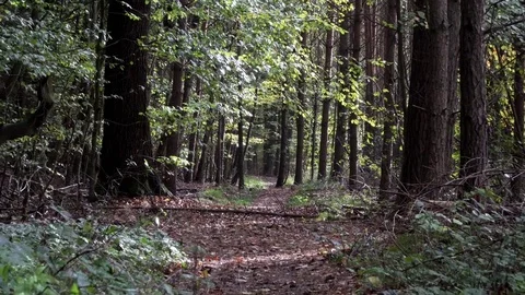Woods forest. trees background. green nature landscape. wilderness. Stock Footage 82440952