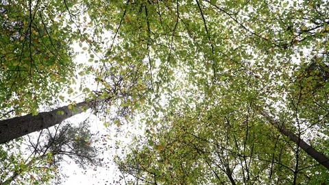 Woods forest. trees background. green nature landscape. wilderness. Stock Footage 82441824