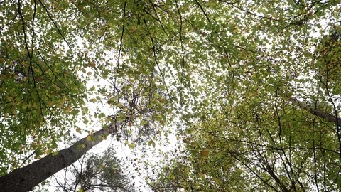 Woods forest. trees background. green nature landscape. wilderness. Stock Footage 82446780