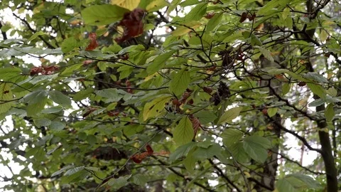 Woods forest. trees background. green nature landscape. wilderness. Stock Footage 82447464