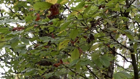 Woods forest. trees background. green nature landscape. wilderness. Stock Footage 82450040