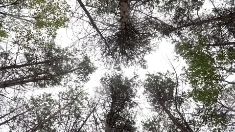 Woods forest. trees background. green nature landscape. wilderness. Stock Footage 82450281