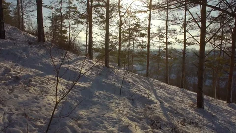 Woods forest. trees background in winter you go among the trees Stock Footage 85581726