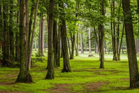 In the woods of Golf Course Stock Photos
