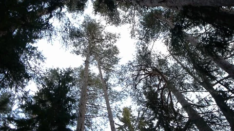 In a woods, grey sky Stock Footage 123419874