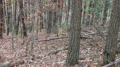 Woods HD (pan) Stock Footage 12570947