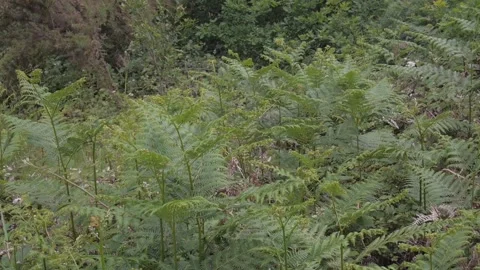 Woods herbs Vídeos de archivo 132748136