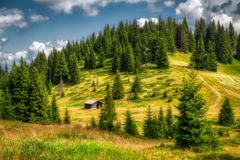 Woods on the hill, Dolomites Stock Photos