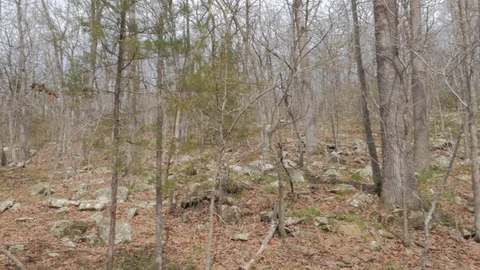 Woods by the Lake Stock Footage 127949896
