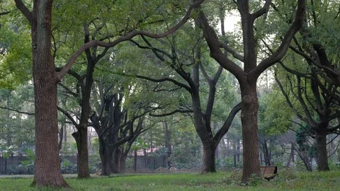 Woods meadows and benches in spring Stock Footage 108979693