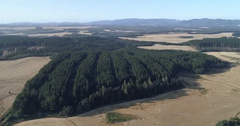 Woods in the middle of a farm Stock Footage 124858542