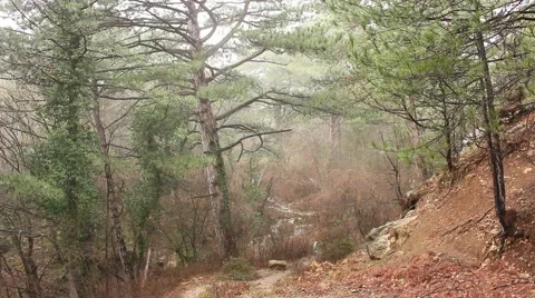 Woods With Mist In Autumn Vídeo Stock 48573152