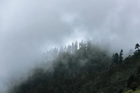 The woods on the mountain in the clouds Stock Photos