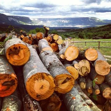 Woods in mountains Stock Photos