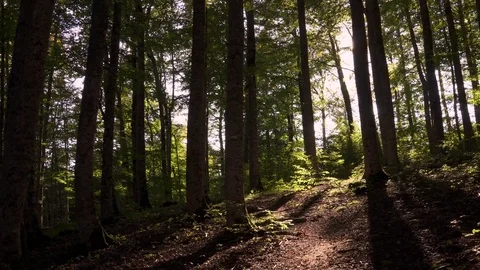Into the woods. Nature background Stock Footage
