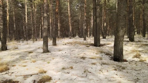 Woods nature drone Stock Footage 237167047