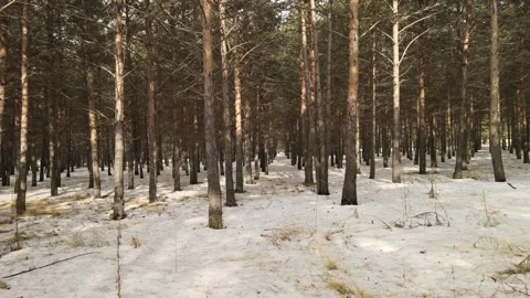 Woods nature drone Stock Footage 237167729