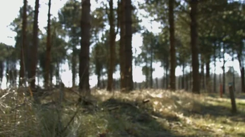 Woods, Nature-slider-focuspull-hd 動画素材 50701944