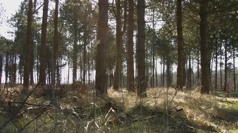 Woods, nature-slider-hd 動画素材 50702000