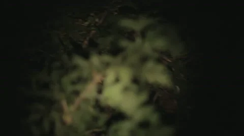 Woods at night Stock-Footage 22666908