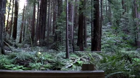 Woods or Forest with tall trees in California Stock Footage 49723760