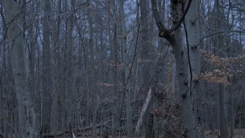 Woods pan to the top of the trees and sky 스톡 동영상 261930632