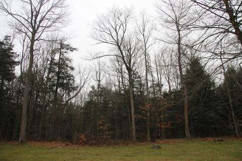 Woods Stock Photos
