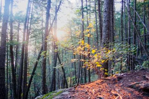 Woods Stock Photos