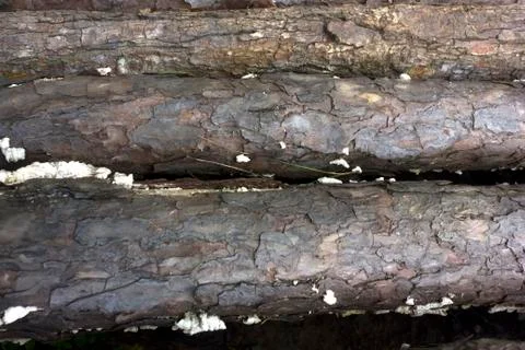 Woods Foto stock