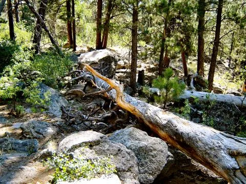 In the woods 写真素材