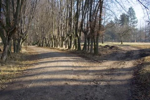 Woods Stock Photos
