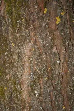 Woods Stock Photos