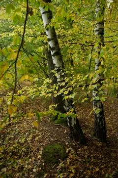 Woods Stock Photos