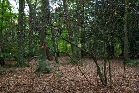 Woods Stock Photos