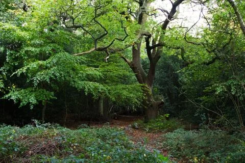 Woods Stock Photos