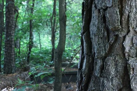 The Woods Stock Photos