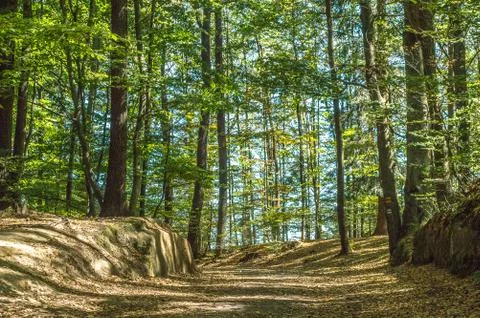 Woods Stock Photos