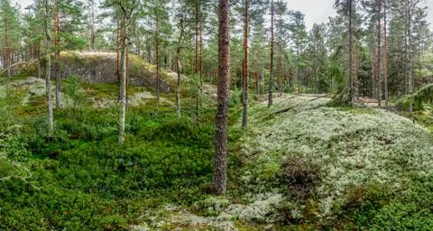 In the woods Stock Photos