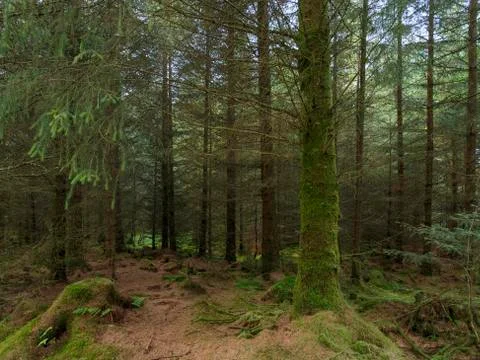 Woods Stock Photos