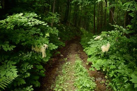 Into the woods Stock Photos